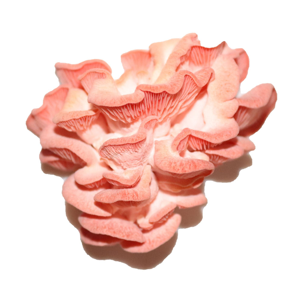 Münsterland Rose Oyster Mushroom (limited)