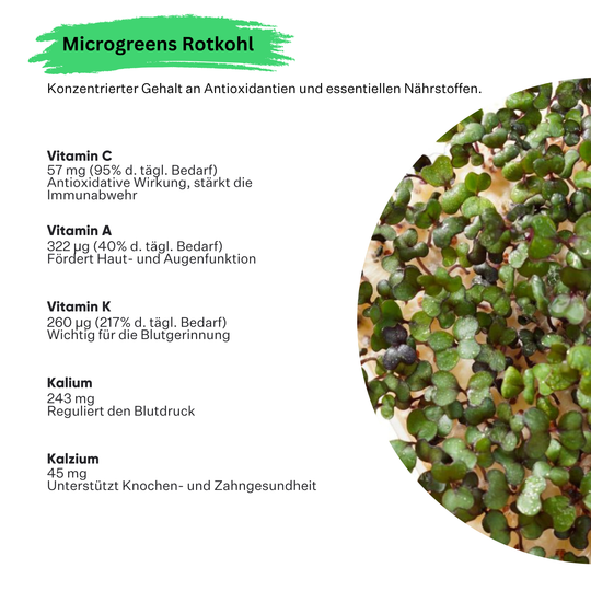 Microgreens Rotkohl 5er Pack