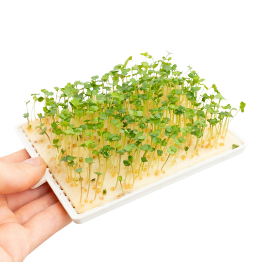 Microgreens Rucola 5er Pack