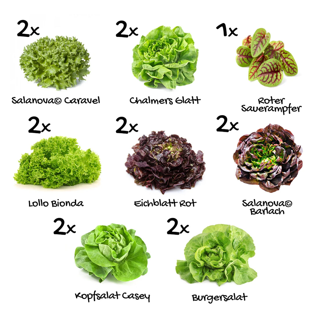 Pflanzenset "Salatliebe" - 15er