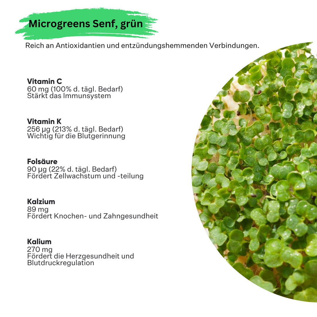 Microgreens Grüner Senf 5er Pack