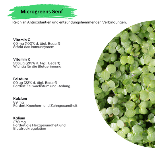 Microgreens Senf 5er Pack