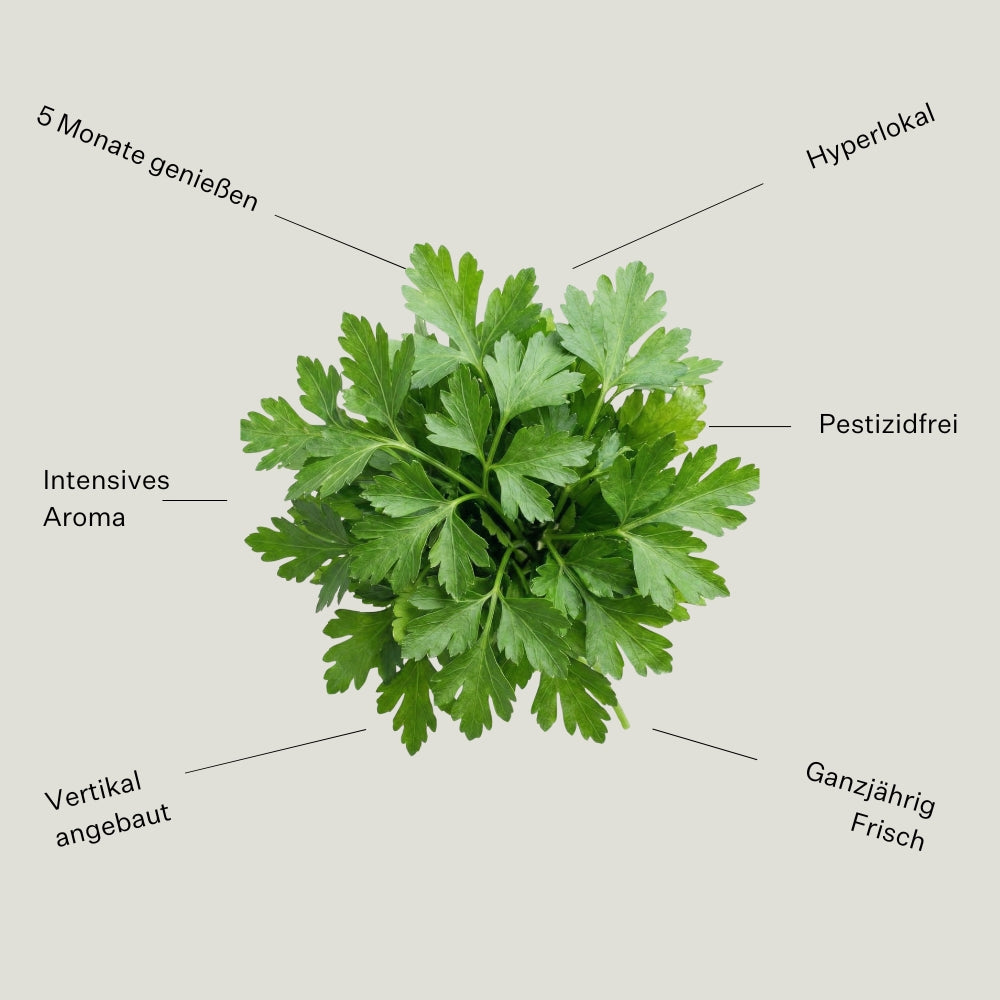 Petersilie Glatt 5er Pack