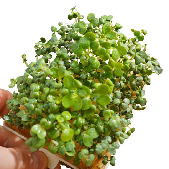 Microgreens boerenkool 5 stuks