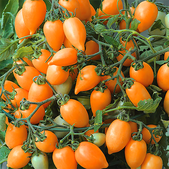 Snack Tomaten Orange