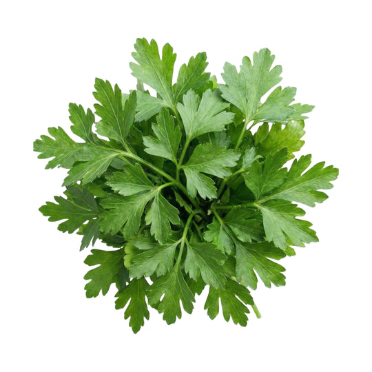 Petersilie Glatt 5er Pack