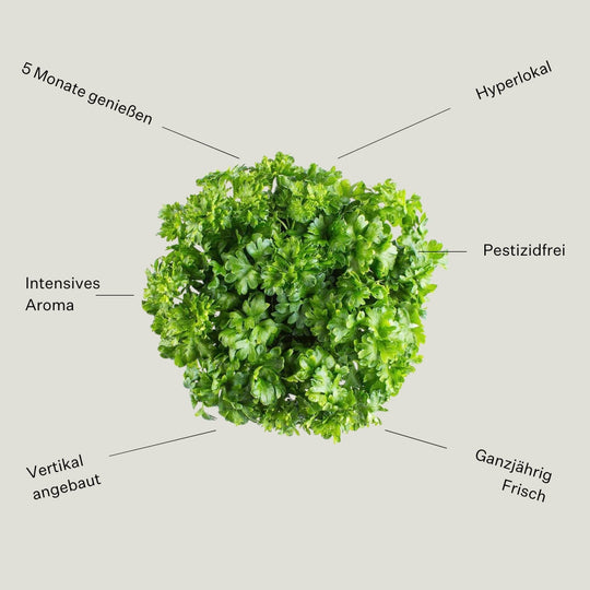 Petersilie Kraus 5er Pack