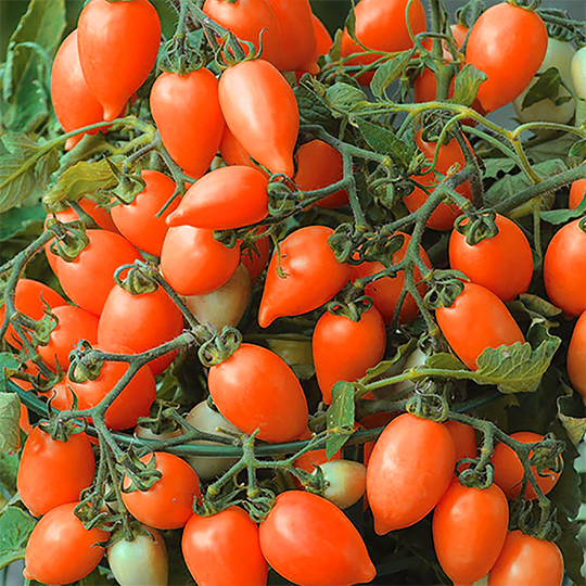 Snack Tomaten Rot