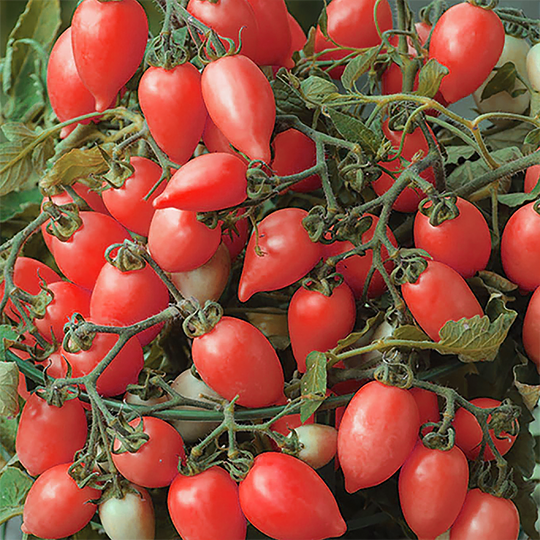 Snack Tomaten Rose