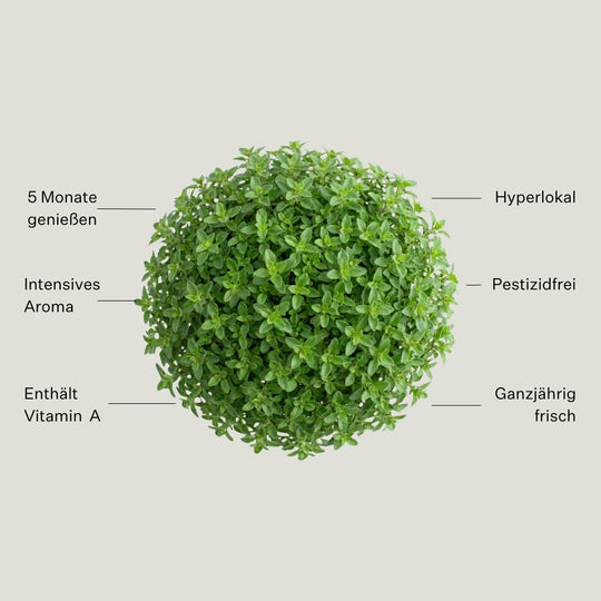 Basilikum Piccolino 5er Pack