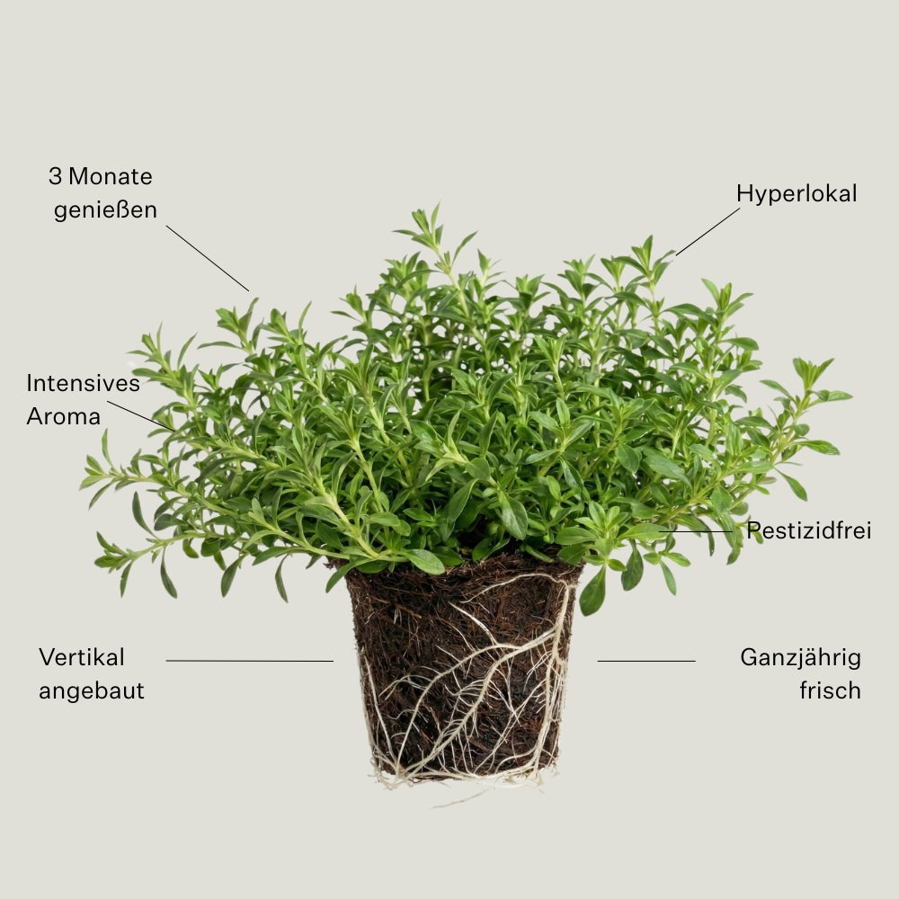 Bohnenkraut 5er Pack