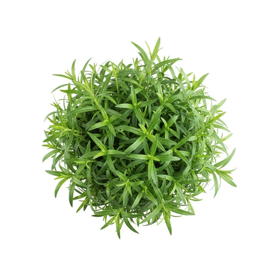 Estragon