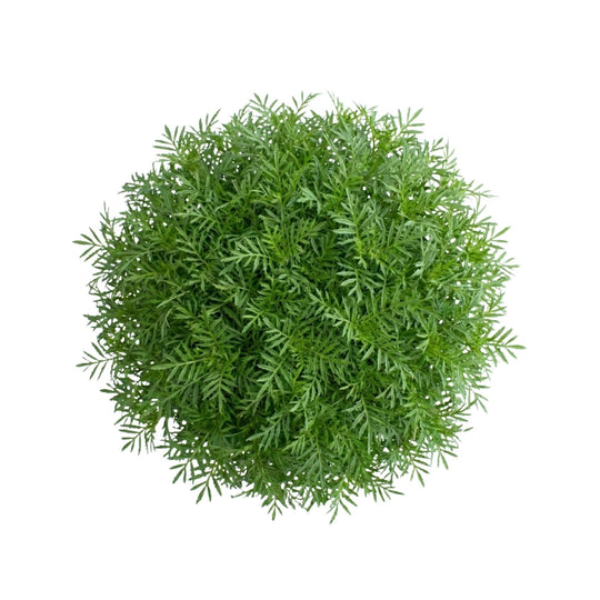 Lakritz-Tagetes