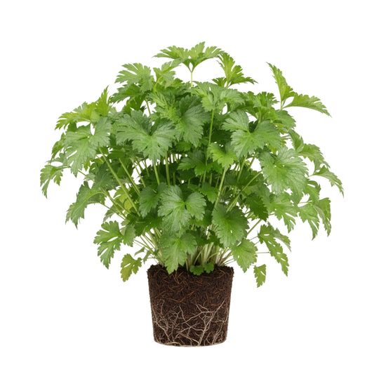 Liebstöckel (Maggikraut) 5er Pack