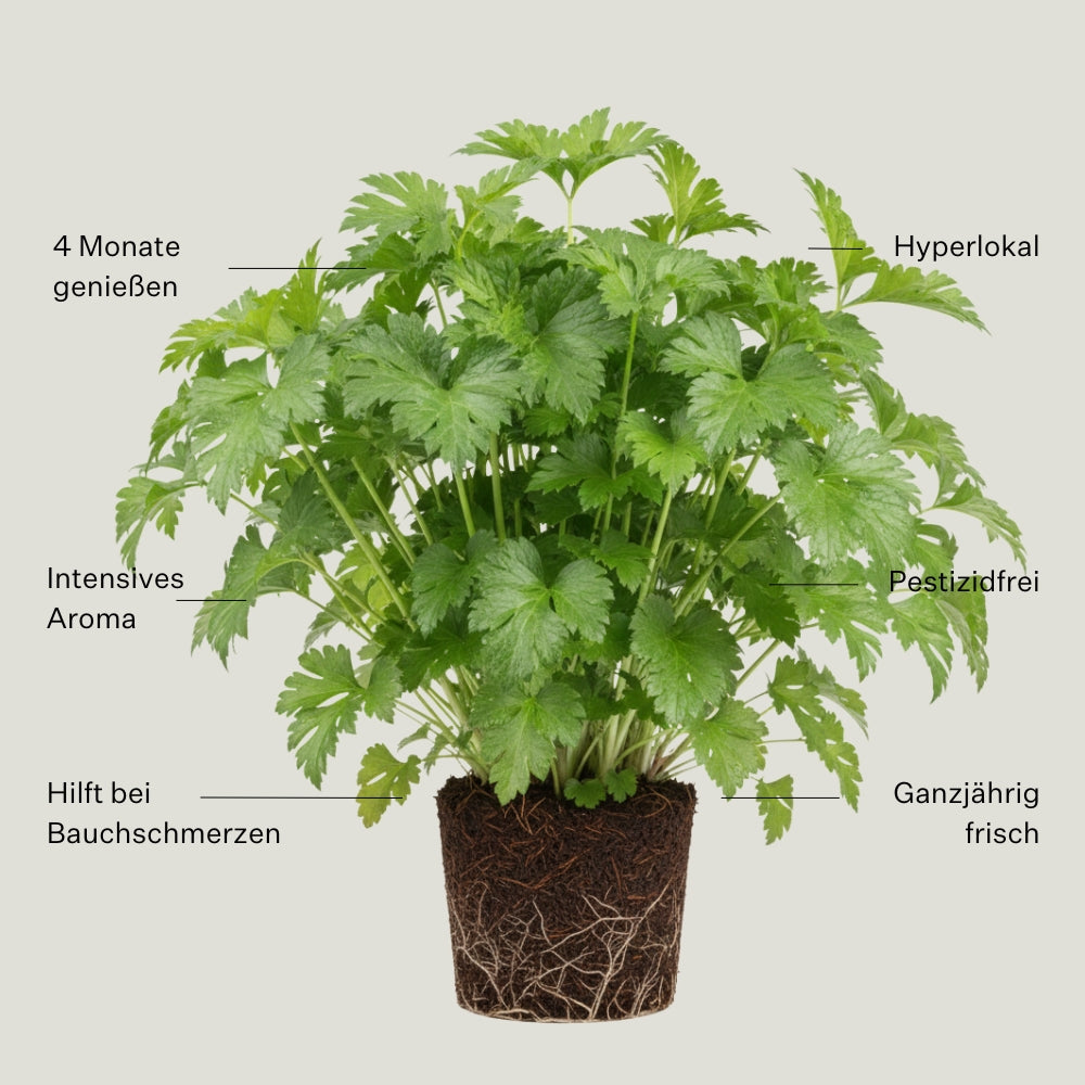 Liebstöckel (Maggikraut) 5er Pack