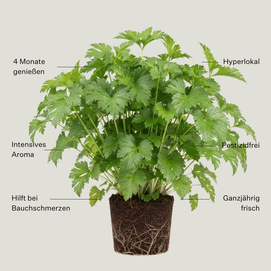 Liebstöckel (Maggikraut) 5er Pack