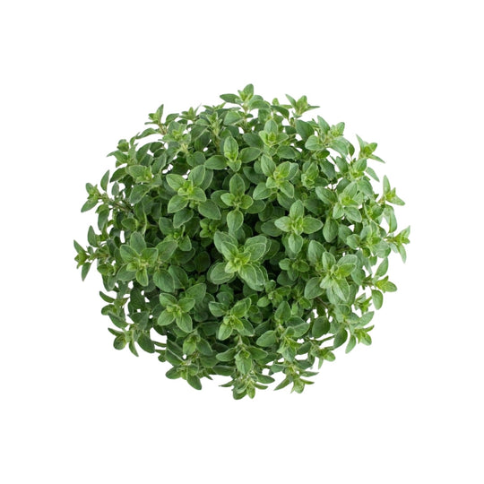 Oregano