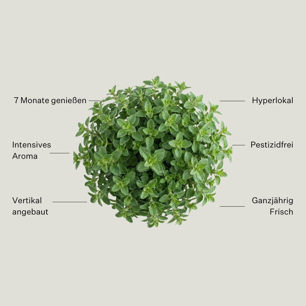 Oregano