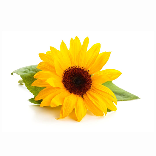 Zwerg-Sonnenblume