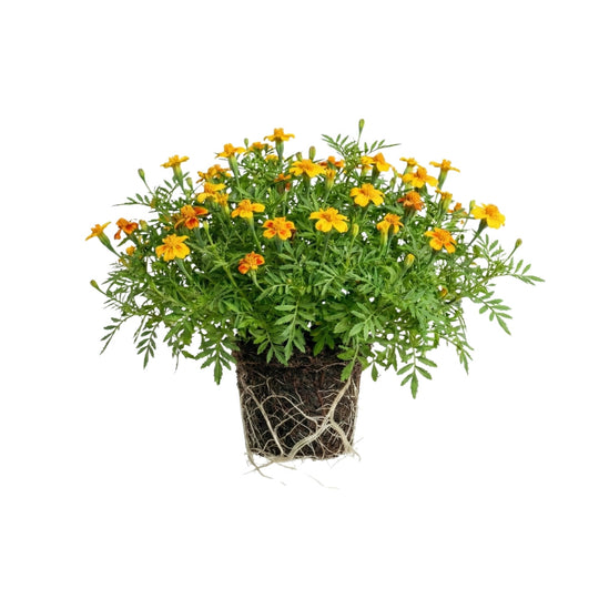 Zitronen-Tagetes