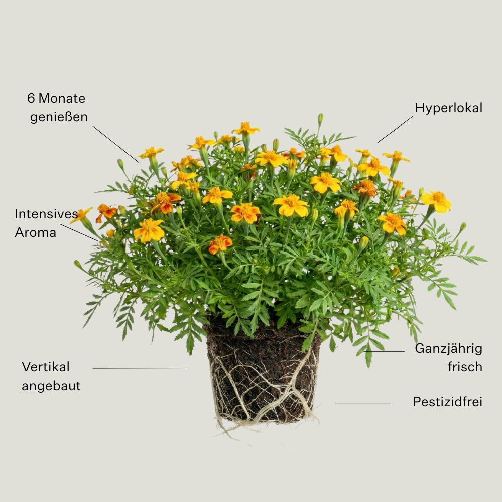 Zitronen-Tagetes 5er Pack