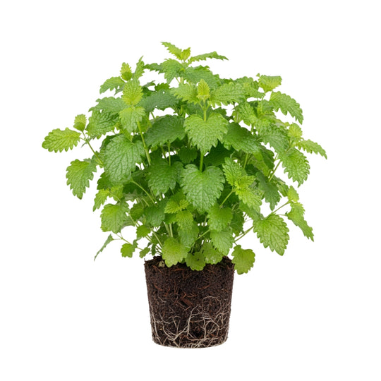 Zitronenmelisse 5er Pack