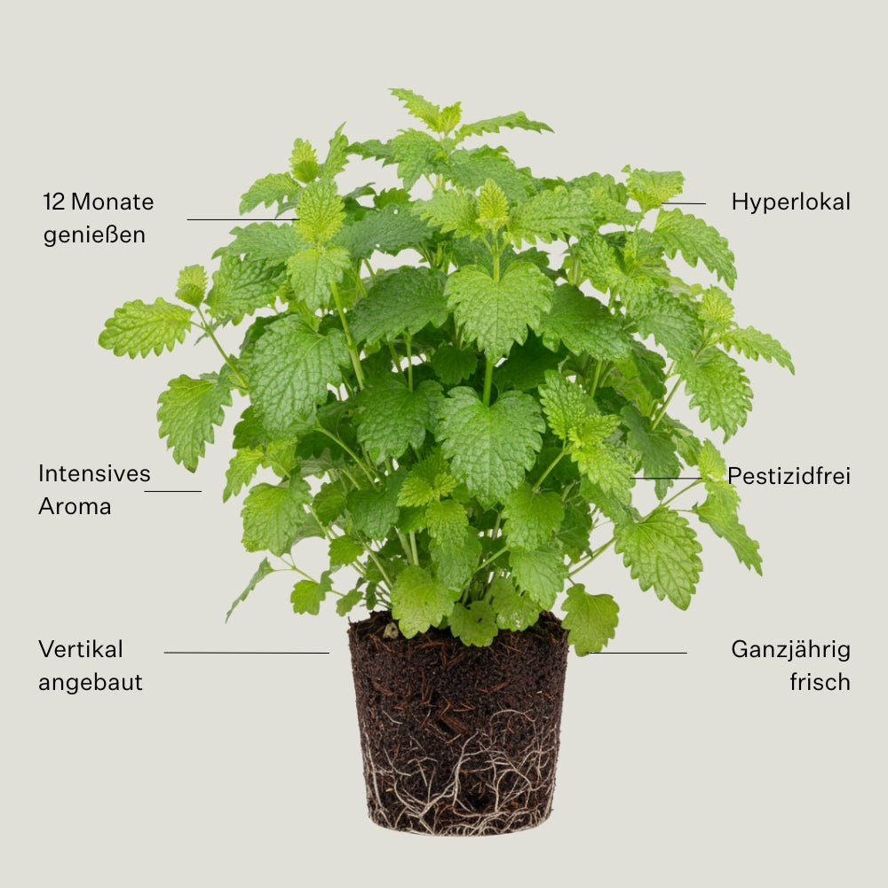 Zitronenmelisse 5er Pack