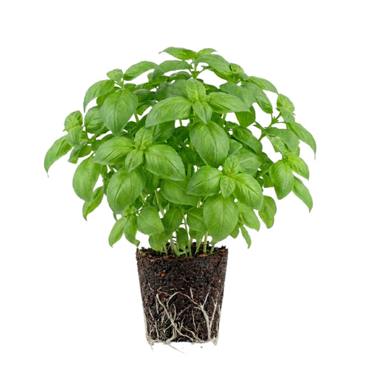 Basilikum Genoveser 5er Pack