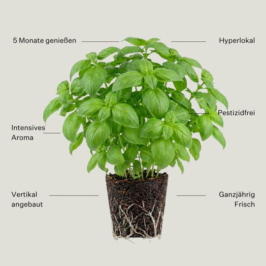 Basilikum Genoveser 5er Pack