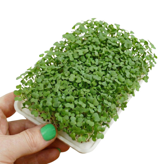 Microgreens Broccoli 5-pack