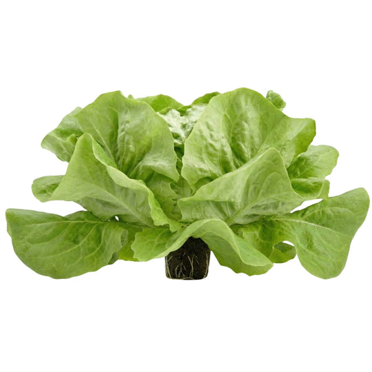 Burgersalat