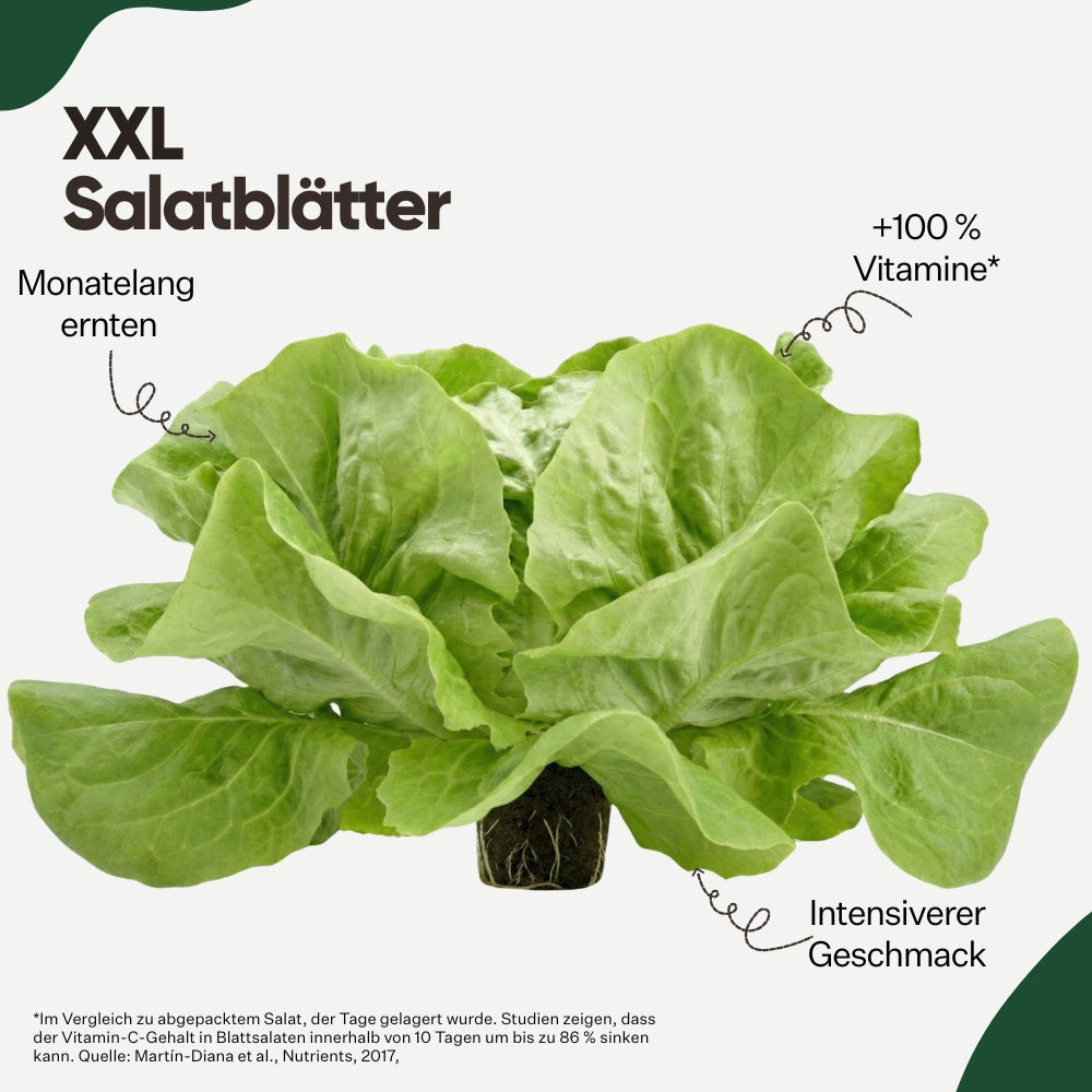 Burgersalat 5er Pack