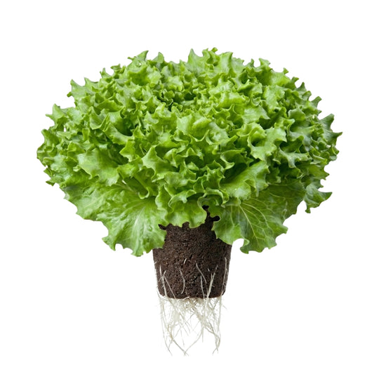 Salanova® Caravel 5er Pack