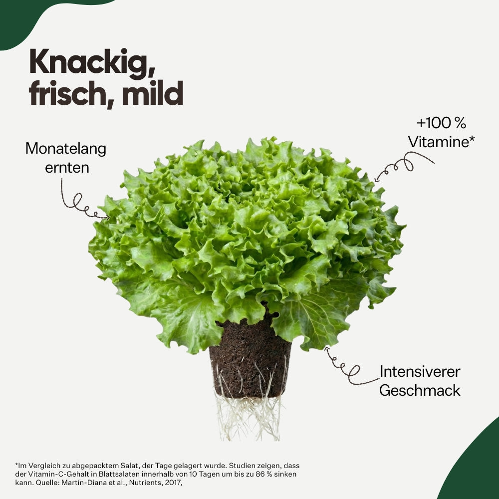 Salanova® Caravel 5er Pack