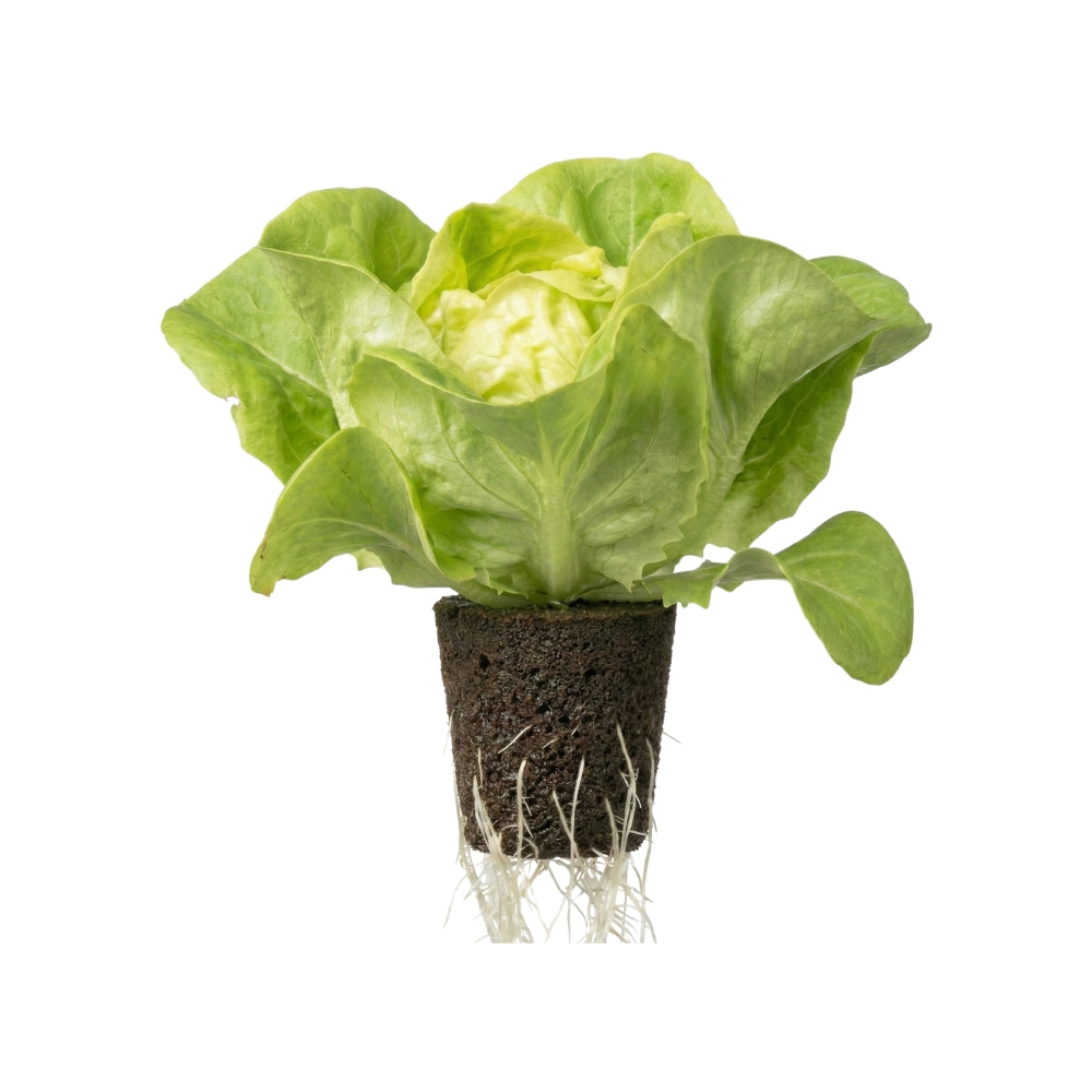 aufbewahrung kopfsalat Kopfsalat Casey kaufen – Frischer & Knackiger Salat für deinen Indoor-Garten – urbanhive