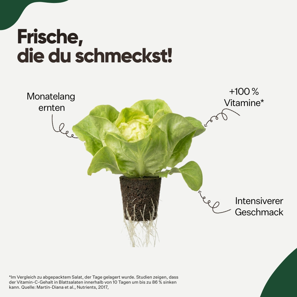 Kopfsalat Casey 5er Pack