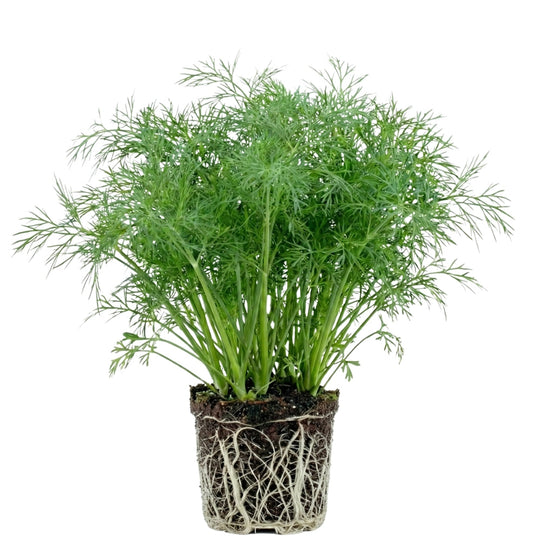 Dill