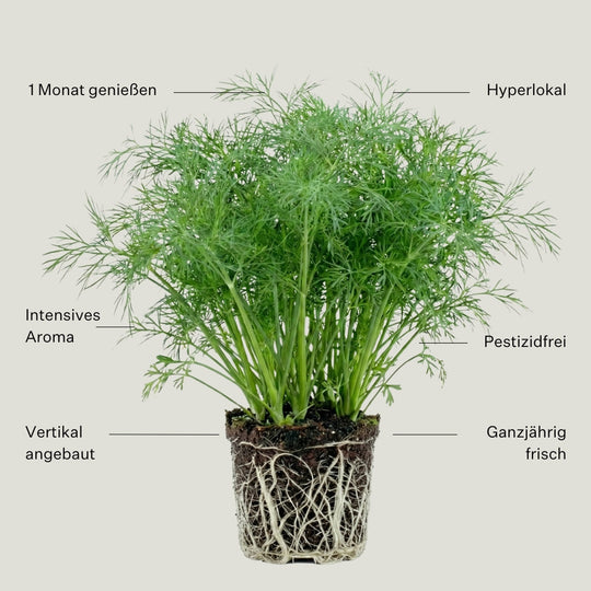 Dill