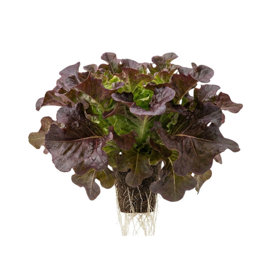 Salanova® Eichblatt Rot 5er Pack