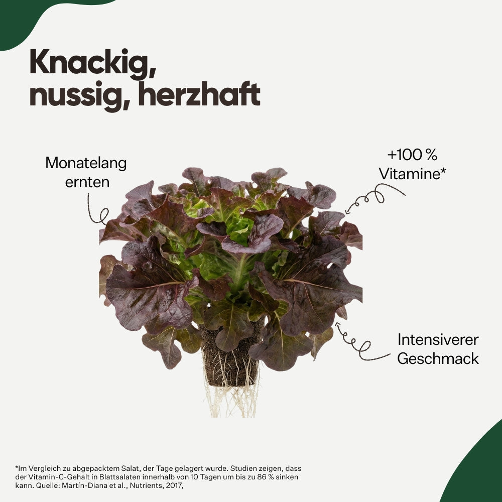 Salanova® Eichblatt Rot 5er Pack