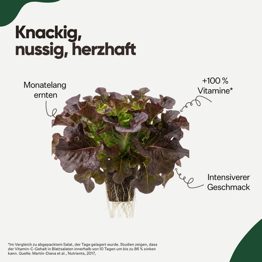 Salanova® Eichblatt Rot 5er Pack