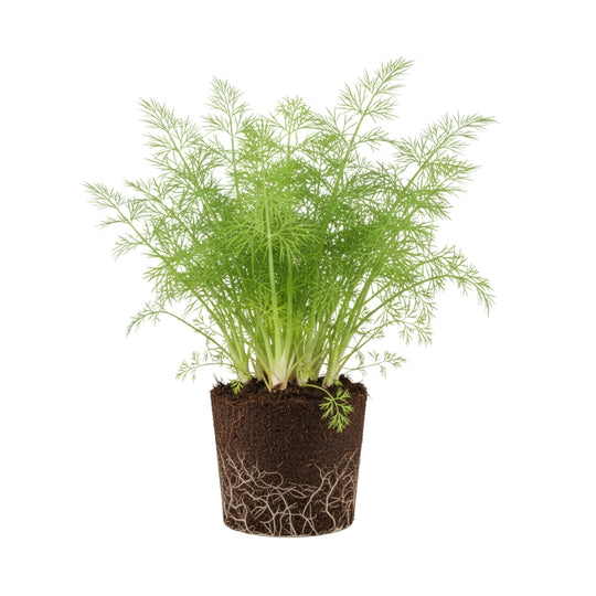 Fenchel