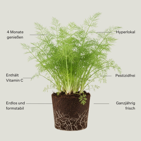 Fenchel