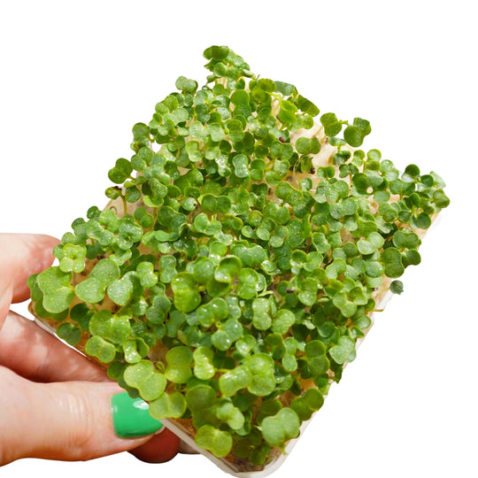 Microgreens Grüner Senf 5er Pack