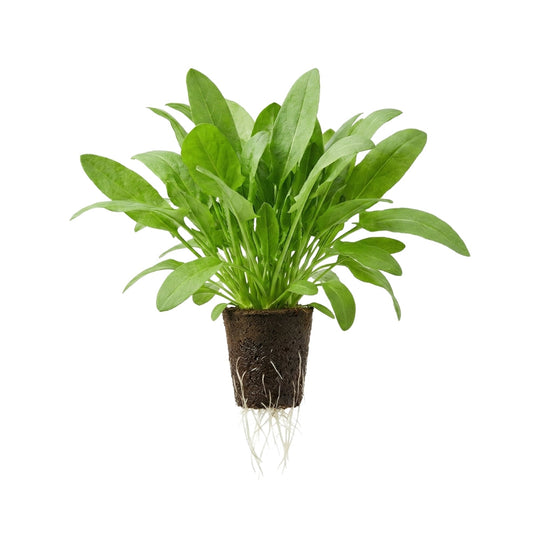 Groene zuringsla