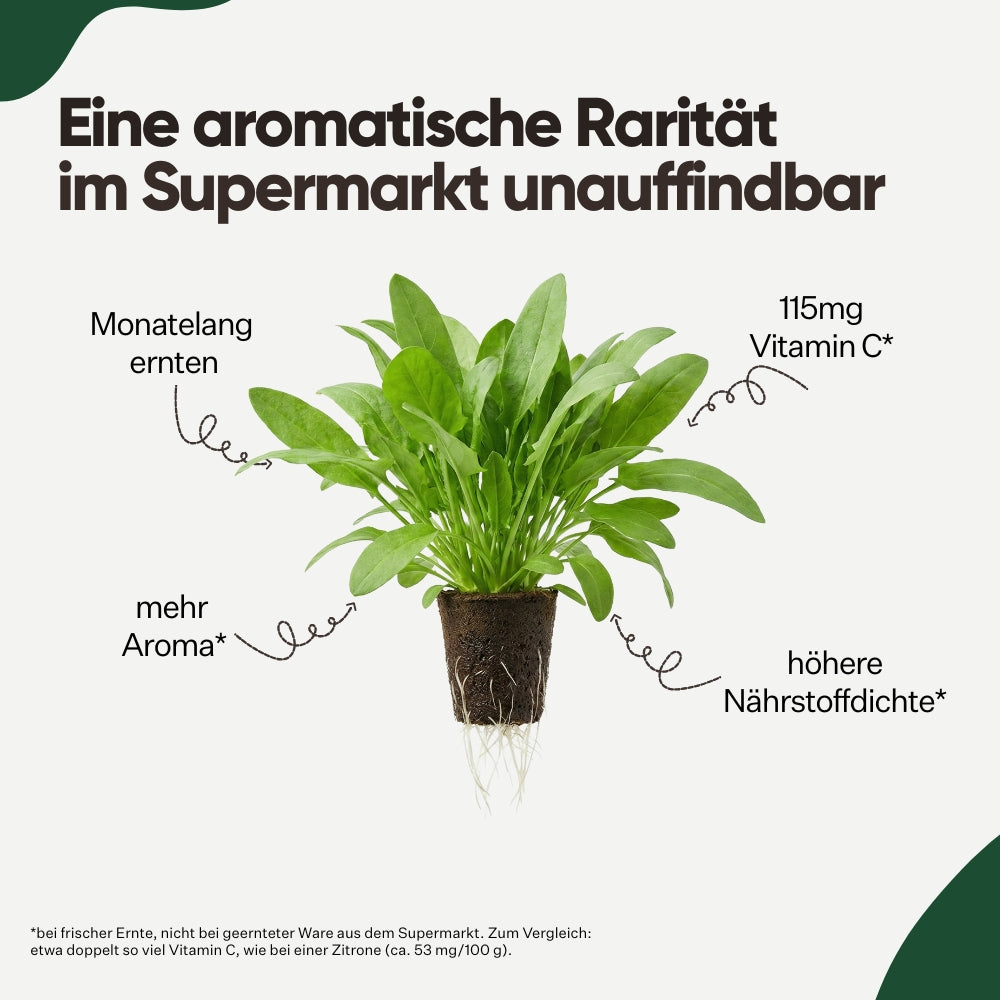 Grüner Sauerampfer 5er Pack