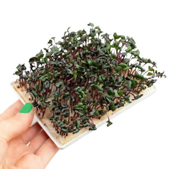 Microgreens Kohlrabi 5-pack