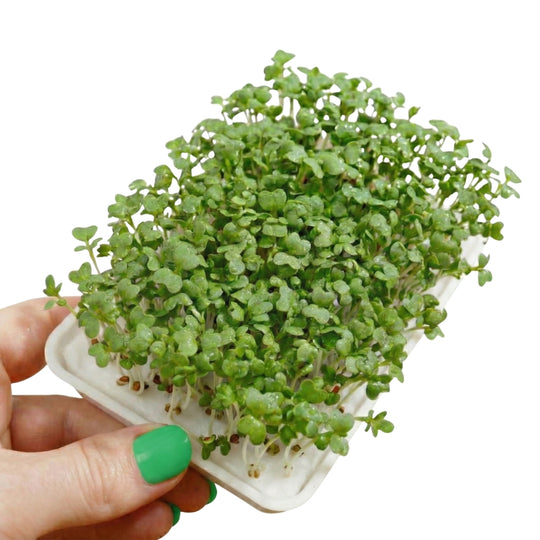 Microgreens Kresse 5er Pack
