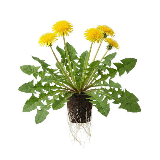 Dandelion