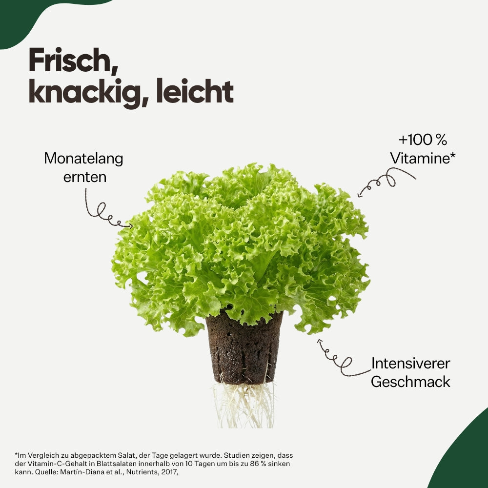 Lollo Bionda 5er Pack